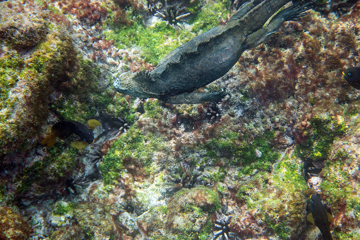 Galapagos. - My, Galapagos Islands, Sea, Snorkeling, Travels, Longpost