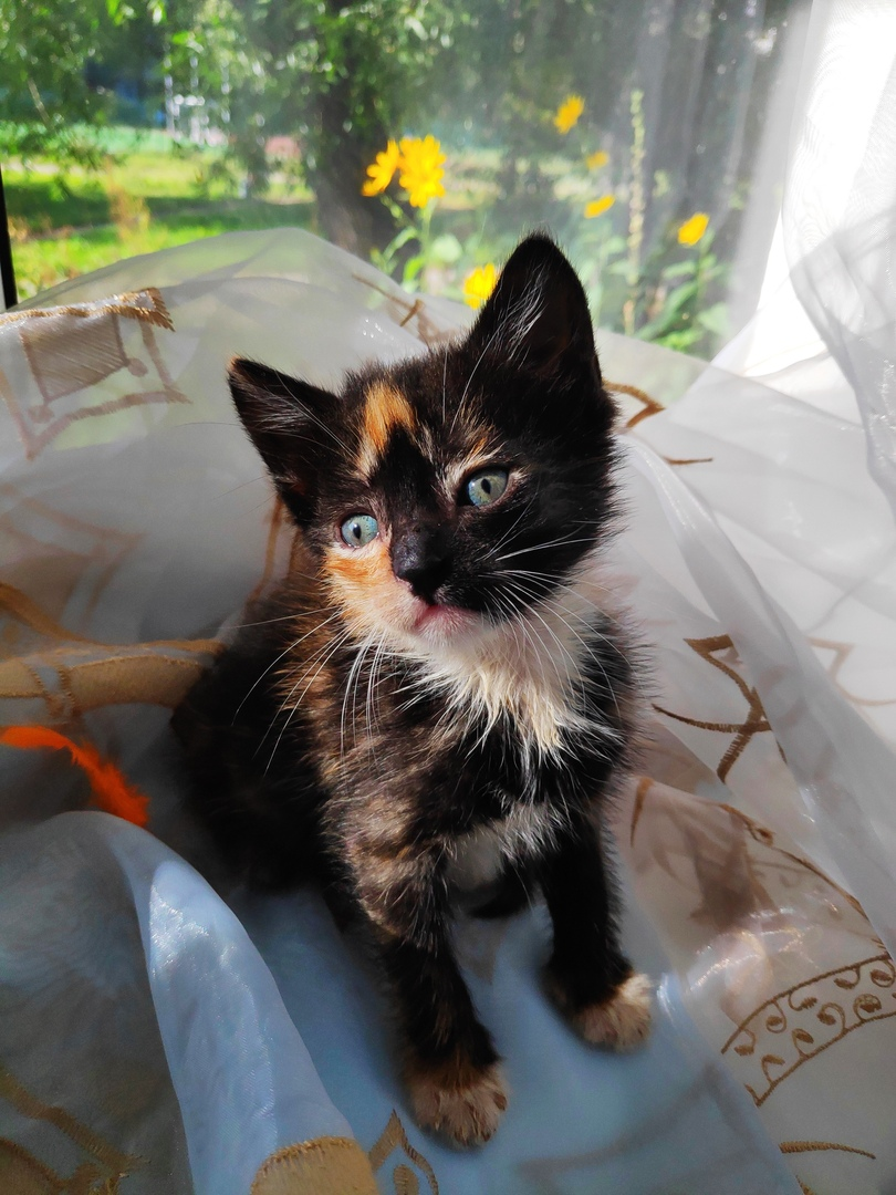 Continuation of the story with kittens from under the bush. - My, cat, In good hands, No rating, Looking for a home, Saint Petersburg, Longpost