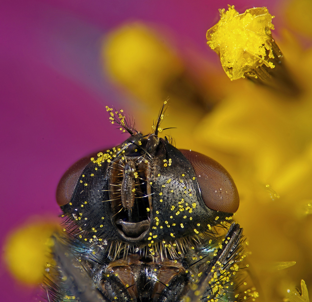 Banzai! - My, Macro, Microfilming, Insects, Муха, Staking, Macro photography