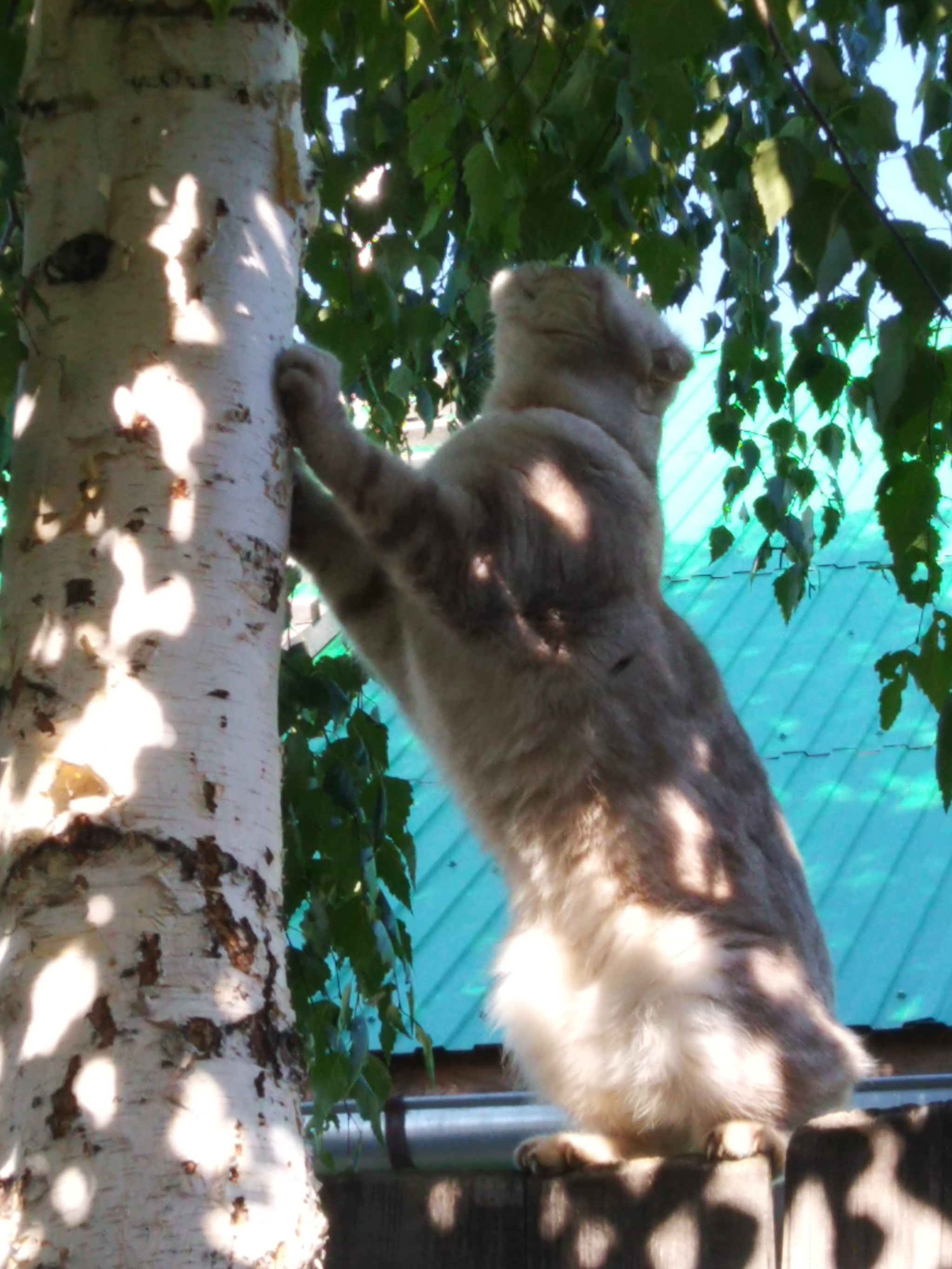 Reaching for the unattainable - My, cat, Catomafia, Kotopes, Longpost, Birch