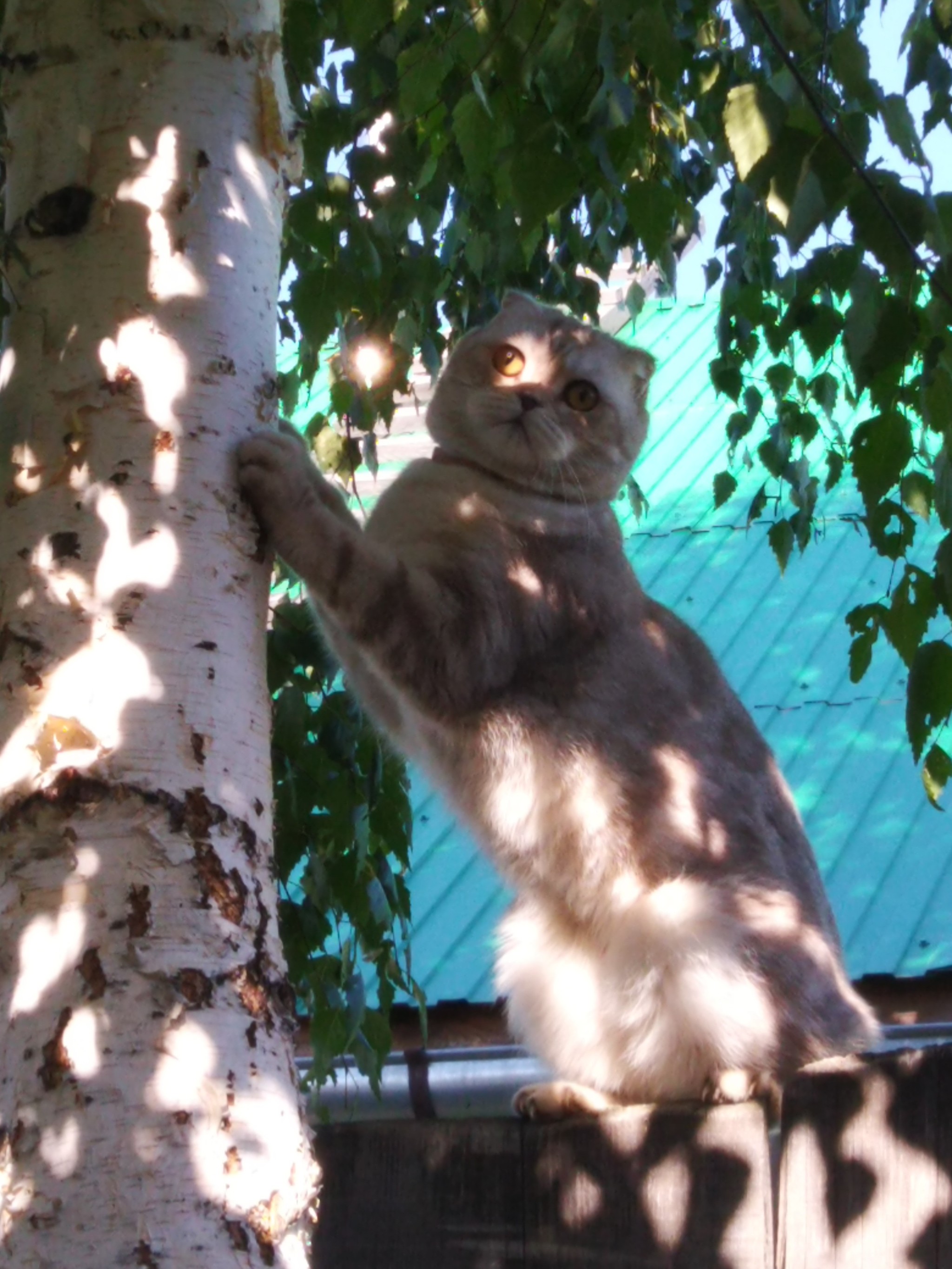 Reaching for the unattainable - My, cat, Catomafia, Kotopes, Longpost, Birch