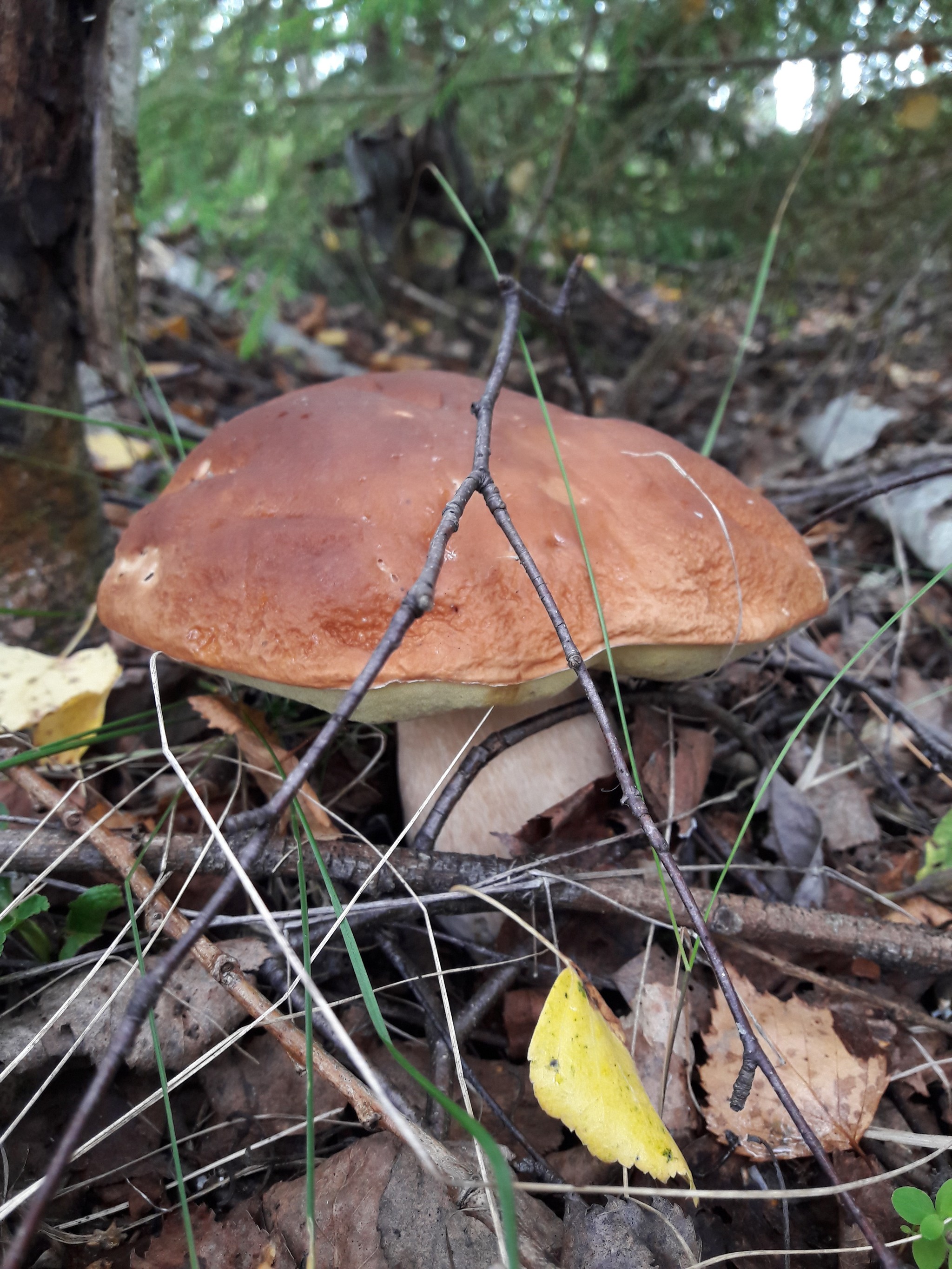 Silent hunt - My, Mushrooms, Nature, The photo, Longpost