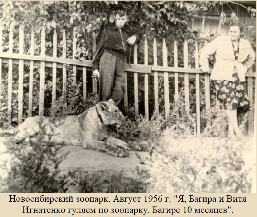 Kingdom named after Shilo: how a small animal base on Gogol became the best zoo in the country (archive photos) - Novosibirsk Zoo, Animals, Novosibirsk, Video, Longpost