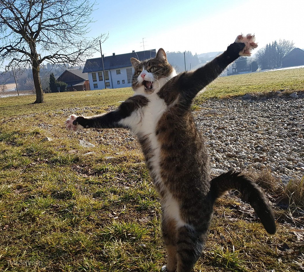 You shall not pass! - cat, Field, The photo