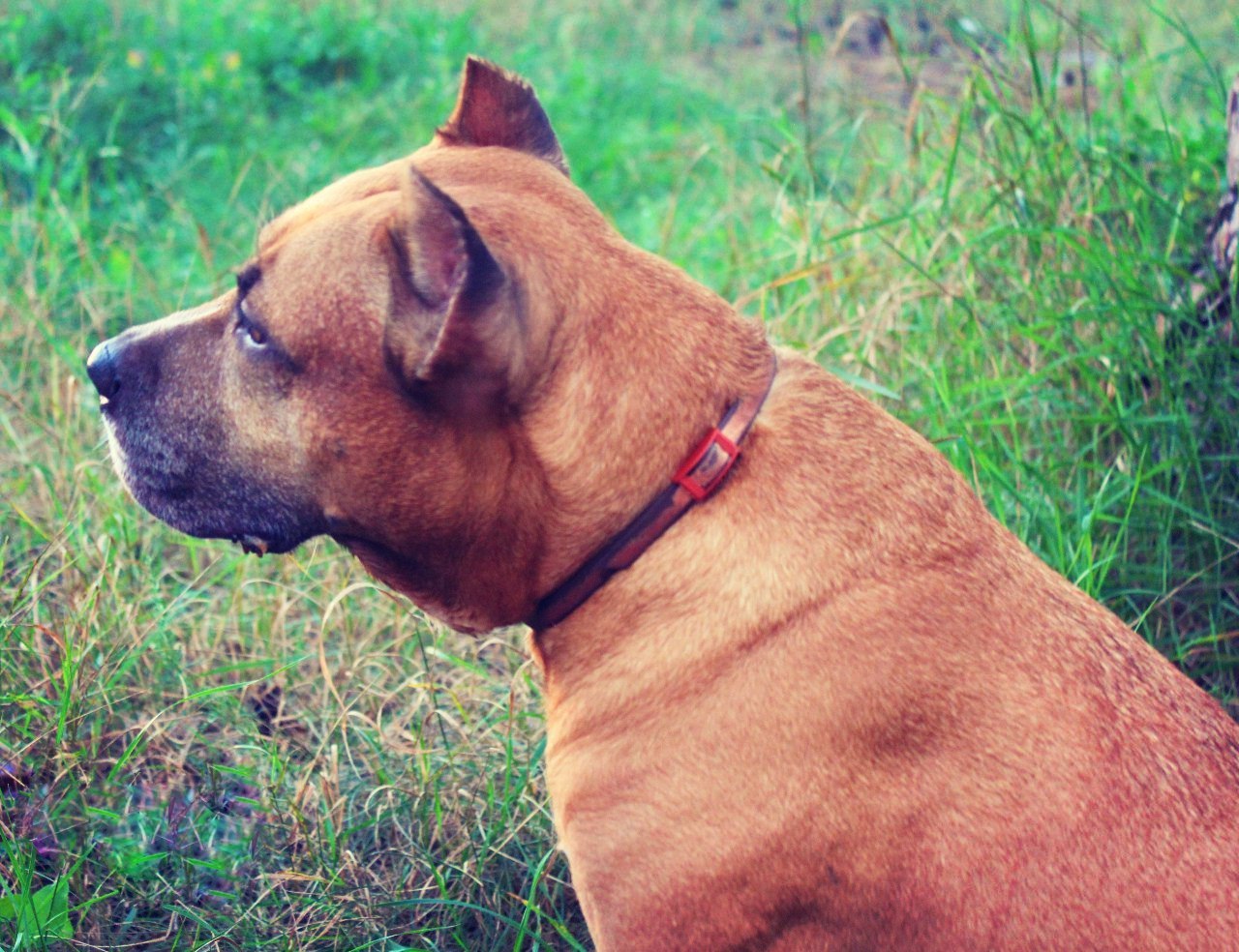 This is a fighting dog, he will eat you at night! - My, Amstaff, Dog, Pets, Animals, Longpost