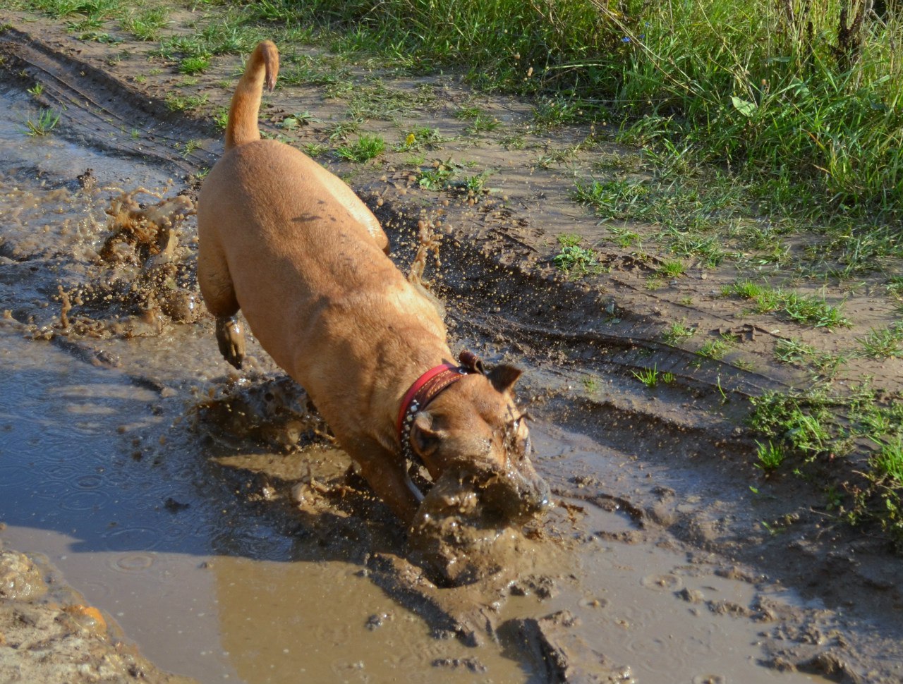 This is a fighting dog, he will eat you at night! - My, Amstaff, Dog, Pets, Animals, Longpost