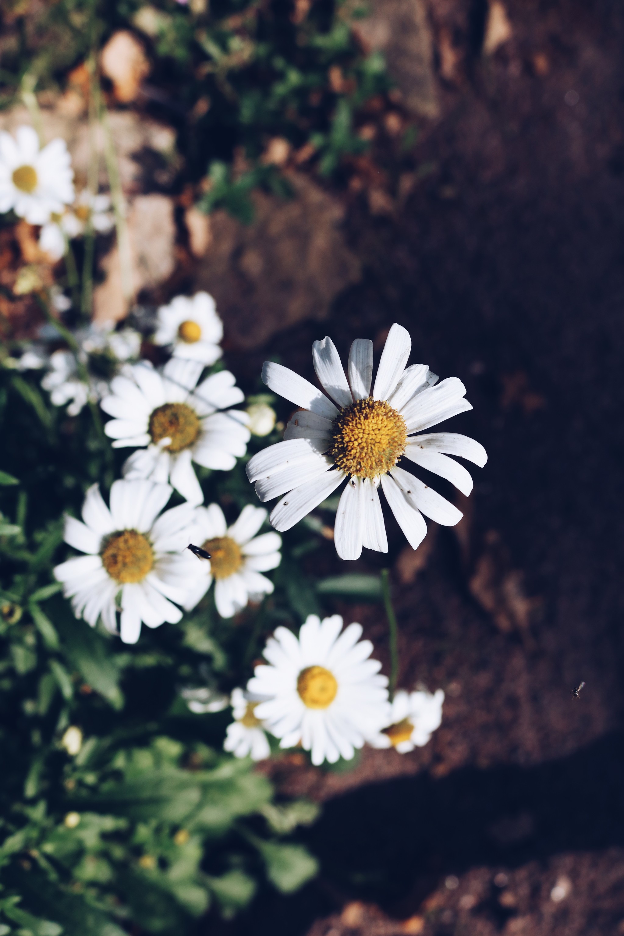 Botanical Garden Stars - My, Flowers, Botanical Garden, The photo, Longpost