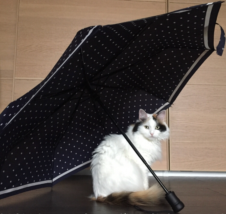 It seems the rain is starting... - My, cat, Catomafia, Umbrella