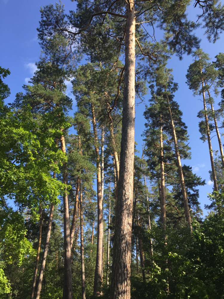 Tolyatti. Forest. 08/31/2019 - My, Forest, Nature, The photo