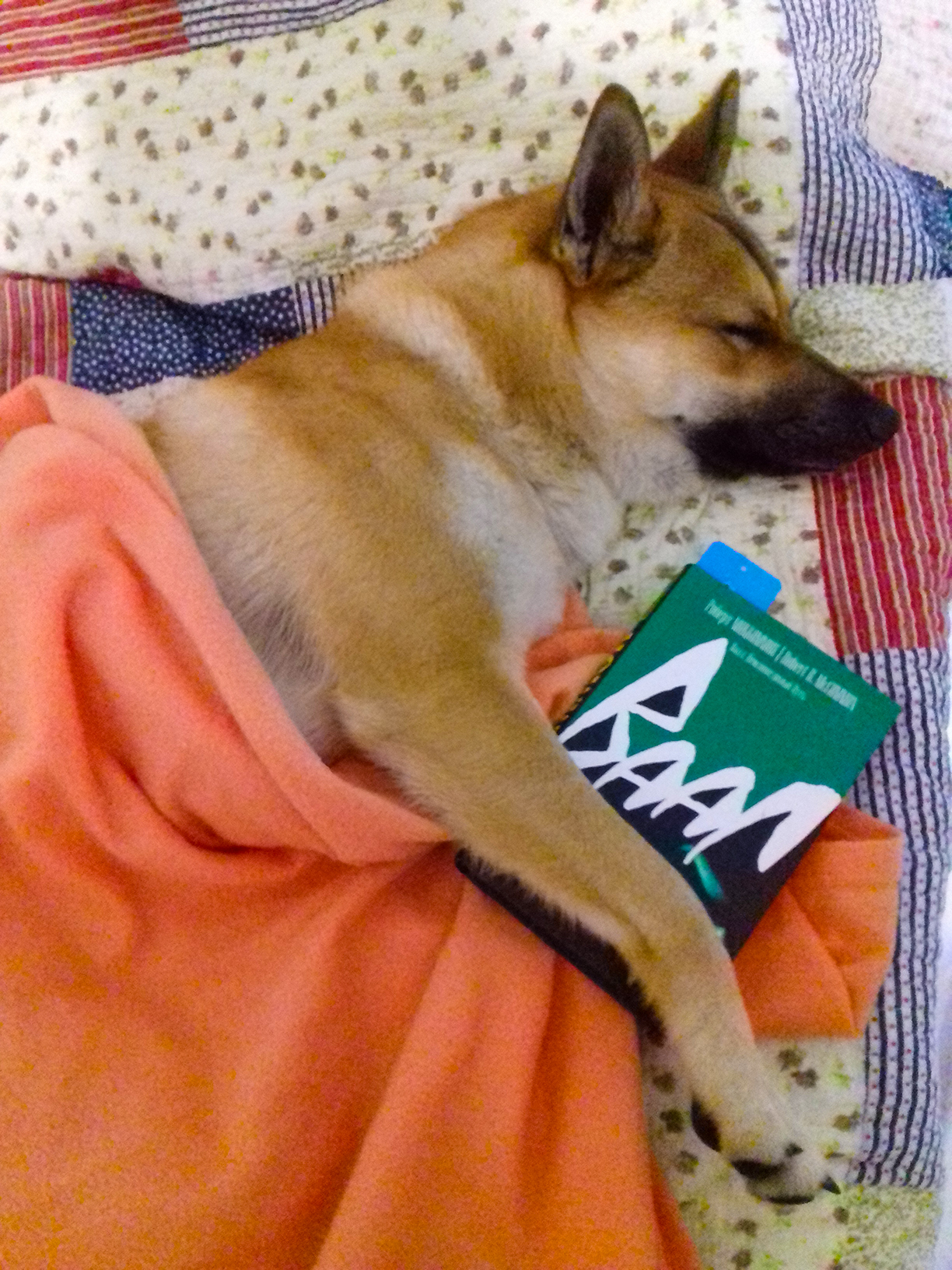 Read and fell asleep. - Books, Reading, The photo, Dog, Cur