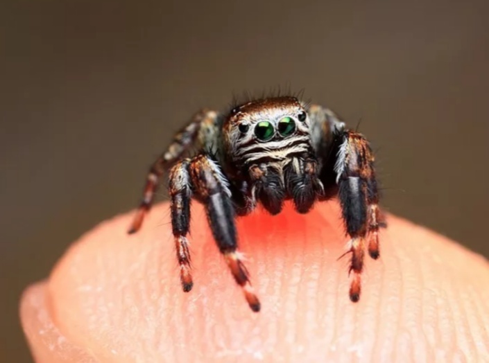 Universal cuteness post: s - Spider, Milota, Longpost, Macro photography