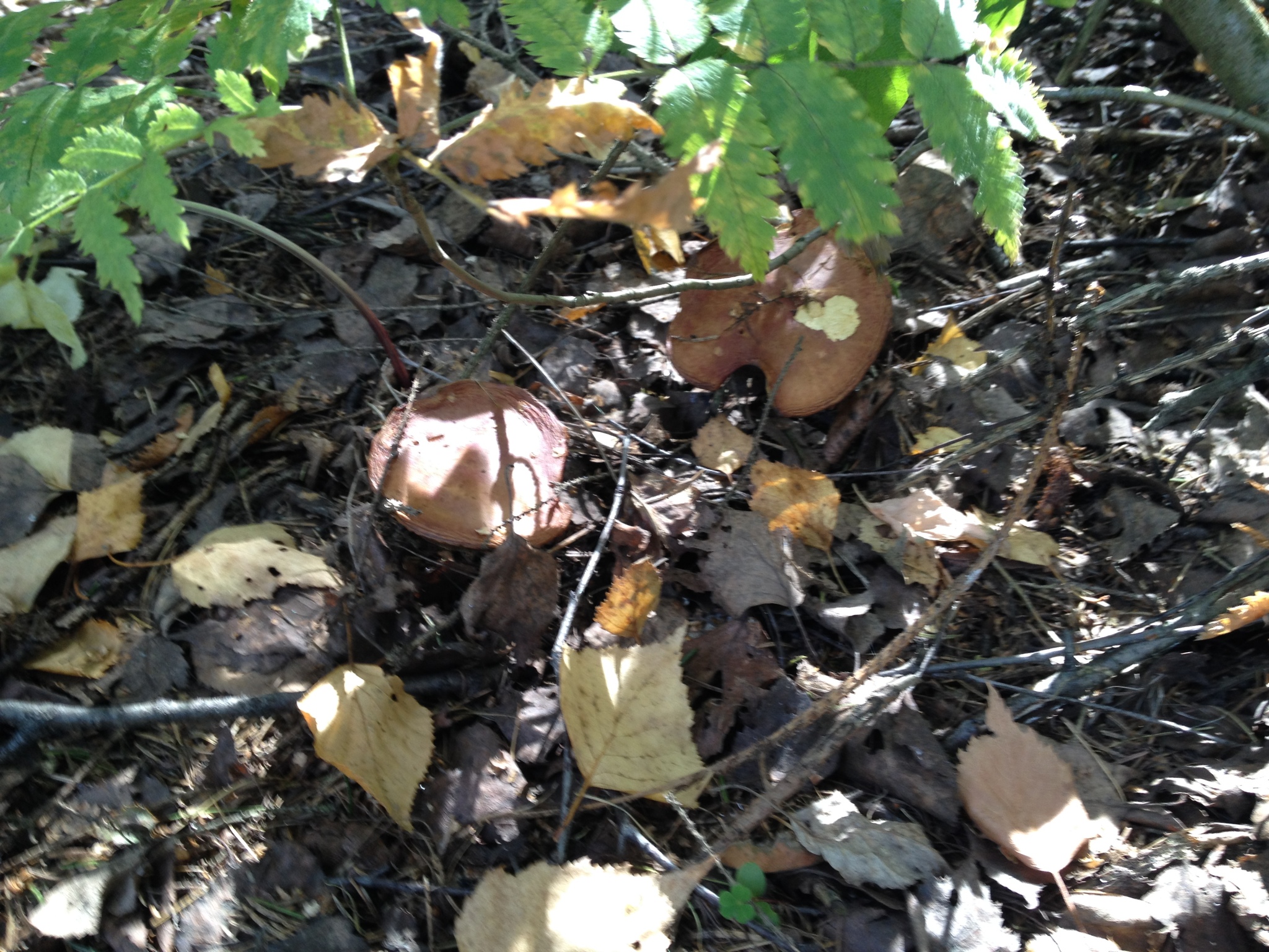 some mushroom - My, Forest, Mushrooms, Walk, Altufyevo, Longpost