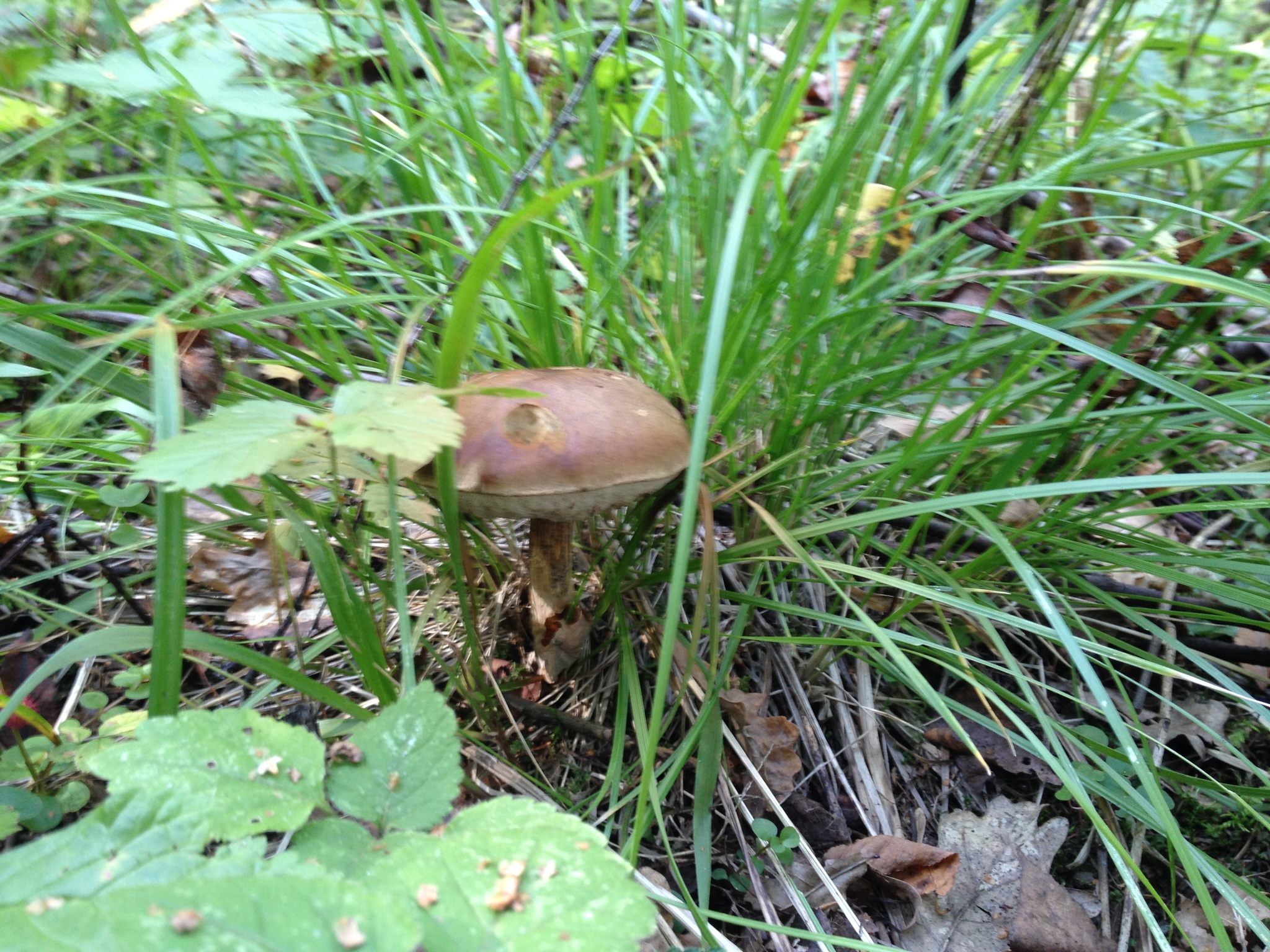 some mushroom - My, Forest, Mushrooms, Walk, Altufyevo, Longpost