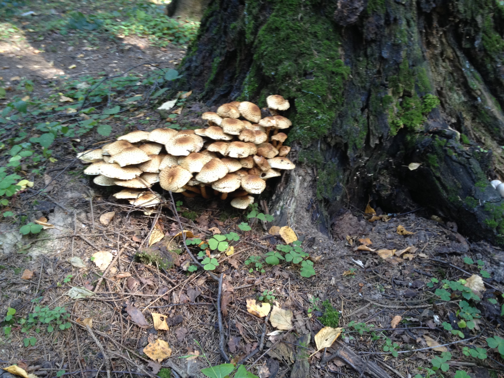 some mushroom - My, Forest, Mushrooms, Walk, Altufyevo, Longpost