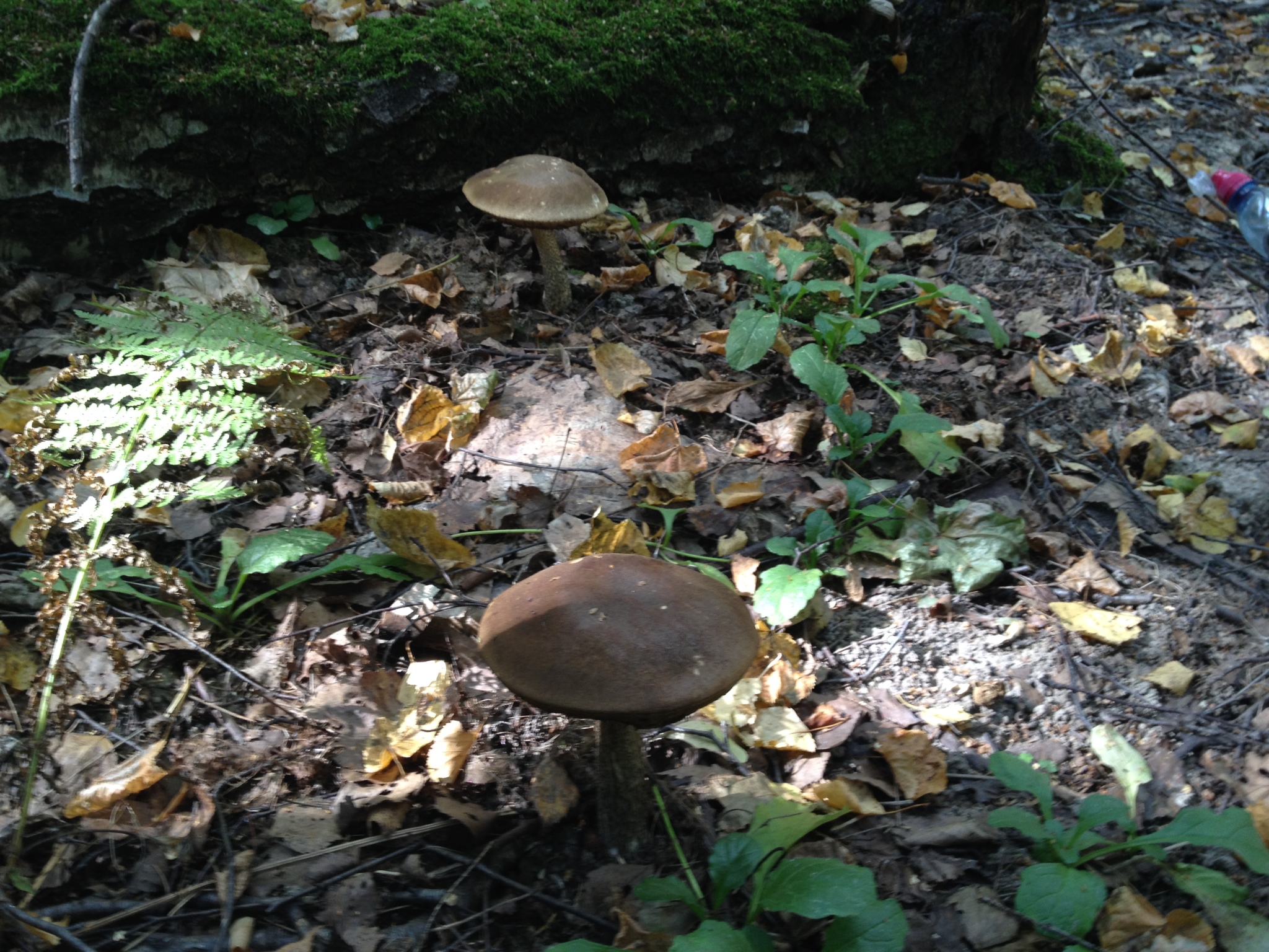 some mushroom - My, Forest, Mushrooms, Walk, Altufyevo, Longpost