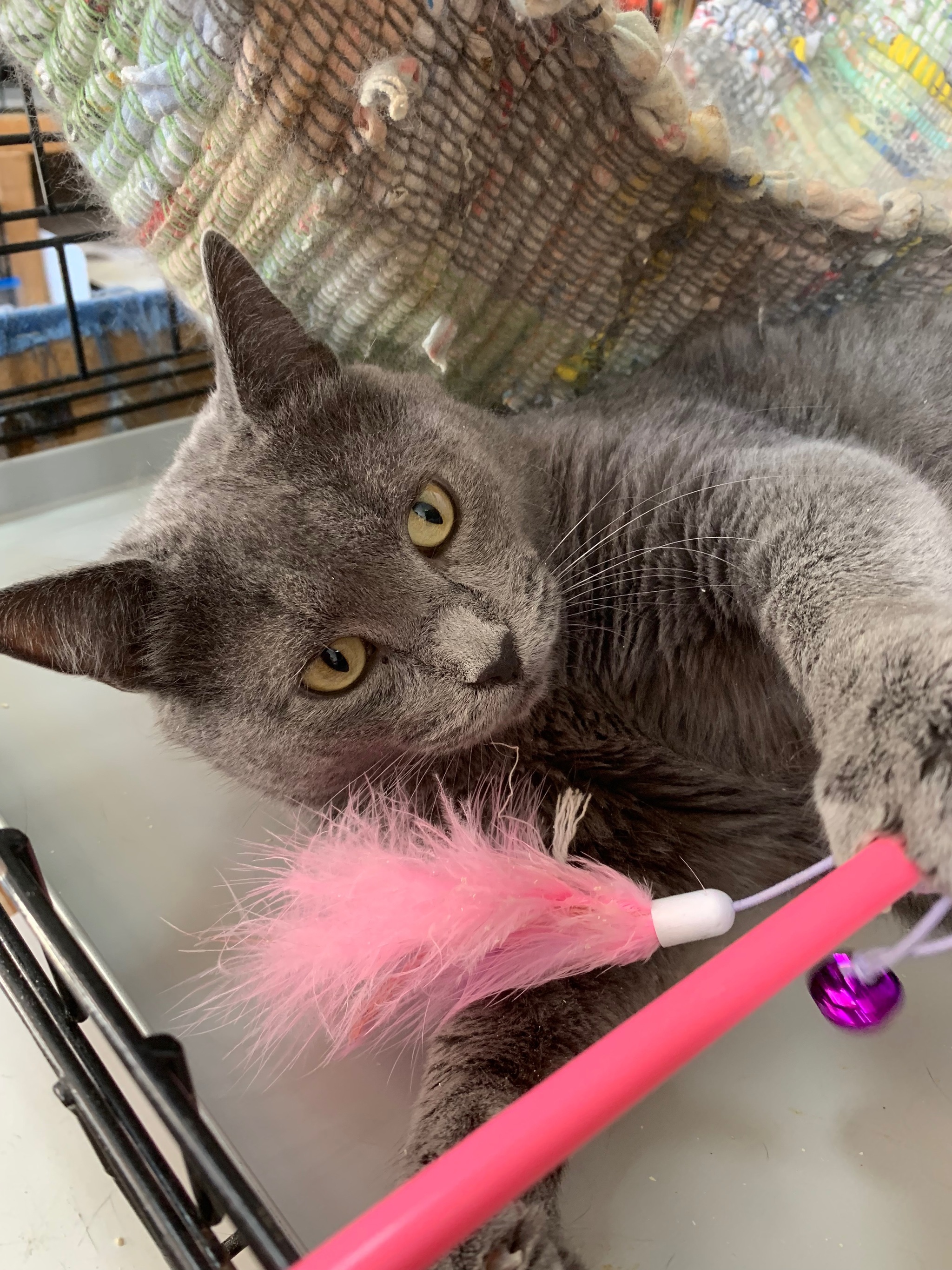 The story of Kathos or how a domestic cat ended up on the street and has been looking for a home for almost a year. - My, Moscow, In good hands, Looking for a home, Catomafia, Moscow region, Russian blue, No rating, Longpost, cat