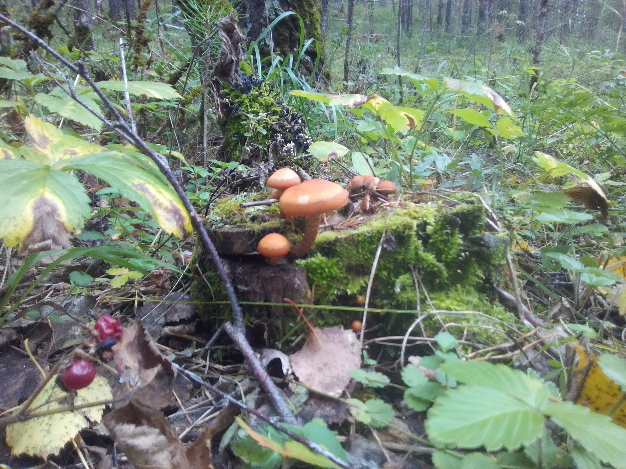 Mushrooms - My, Mushrooms, Yearning, Fun, A life, Longpost