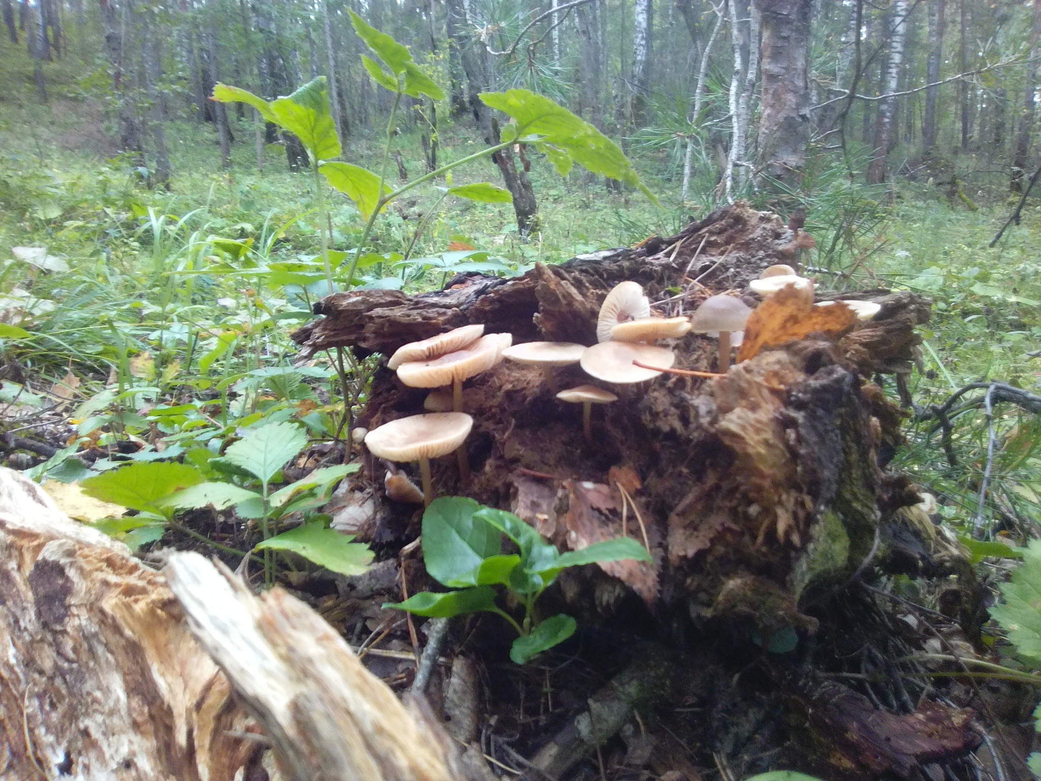 Mushrooms - My, Mushrooms, Yearning, Fun, A life, Longpost