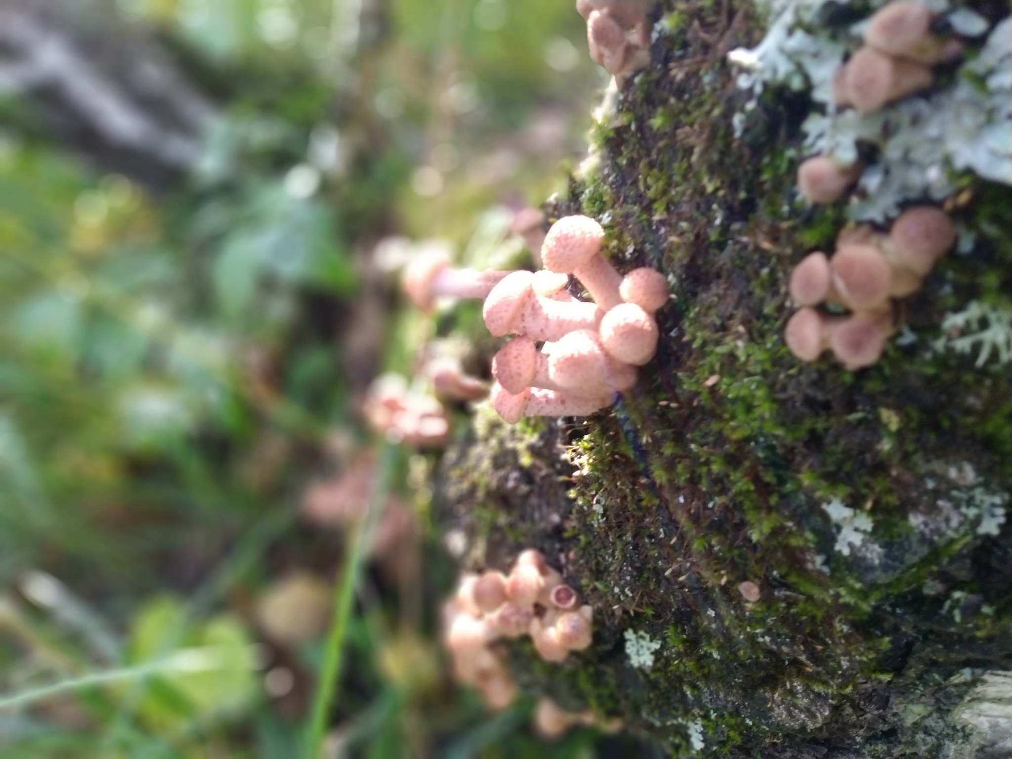 Gifts of autumn - mushrooms! - My, Silent hunt, Honey mushrooms, Forest, Nature, Zaozerny, Krasnoyarsk region, Longpost