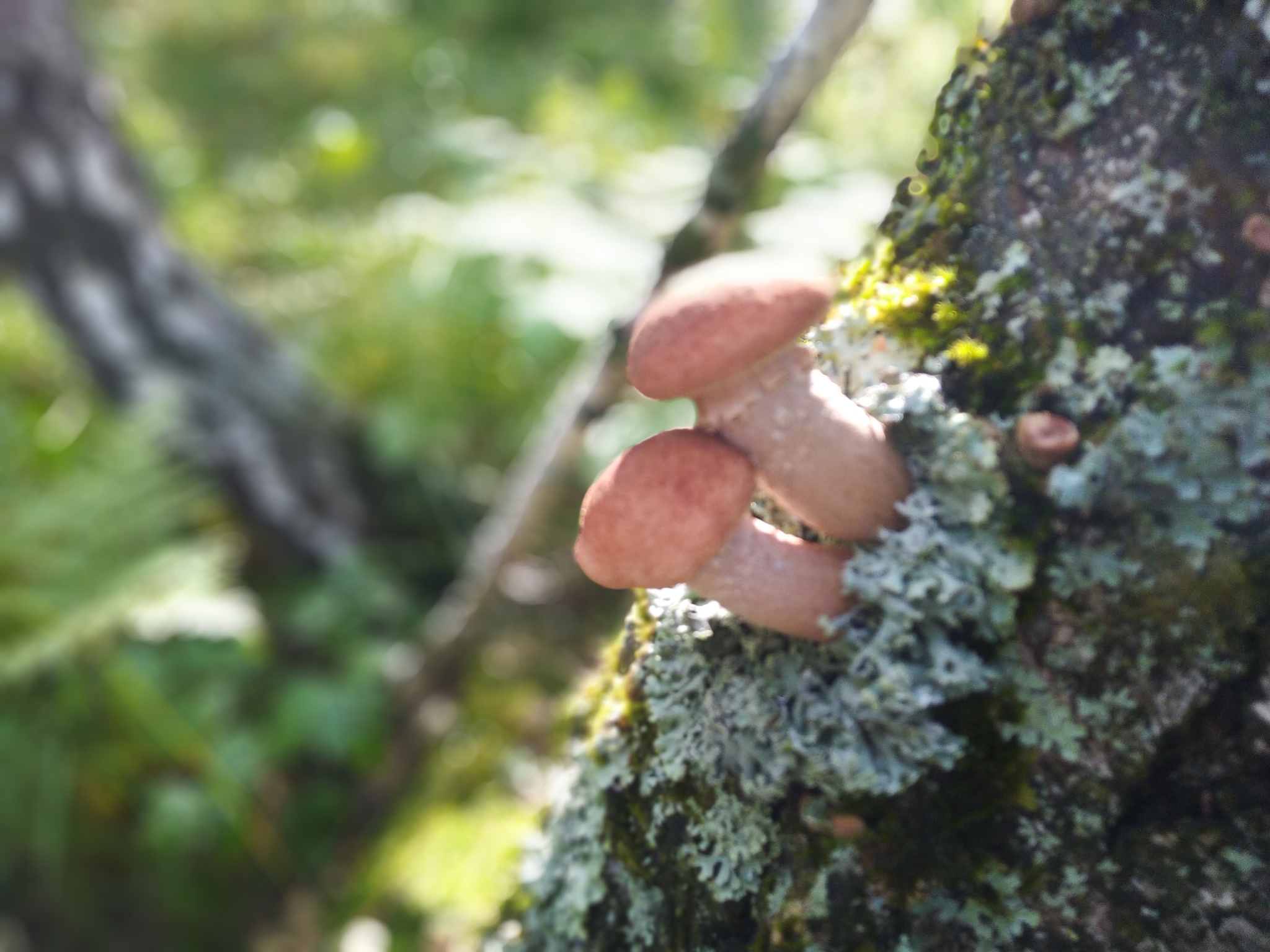 Gifts of autumn - mushrooms! - My, Silent hunt, Honey mushrooms, Forest, Nature, Zaozerny, Krasnoyarsk region, Longpost