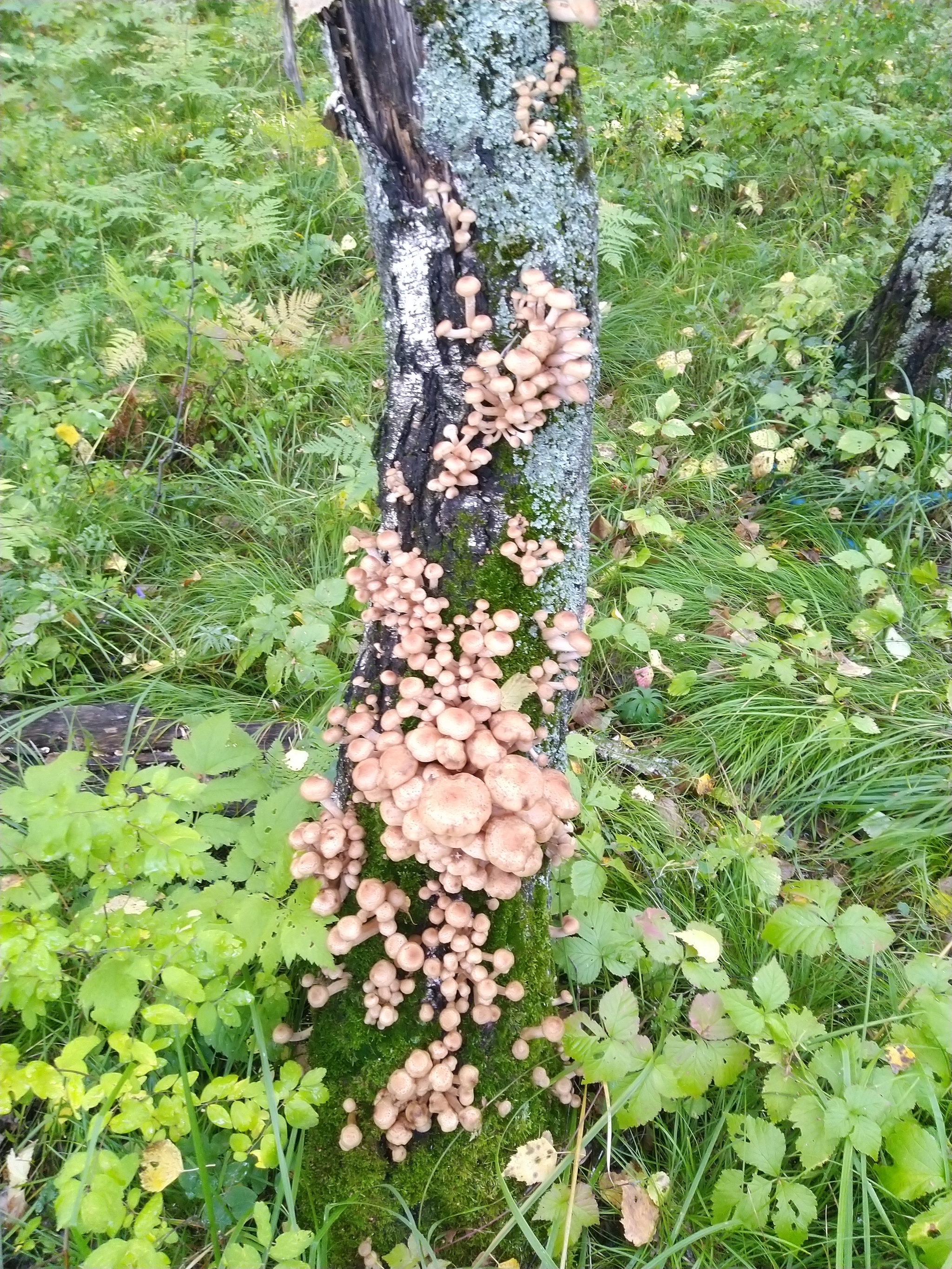 Gifts of autumn - mushrooms! - My, Silent hunt, Honey mushrooms, Forest, Nature, Zaozerny, Krasnoyarsk region, Longpost