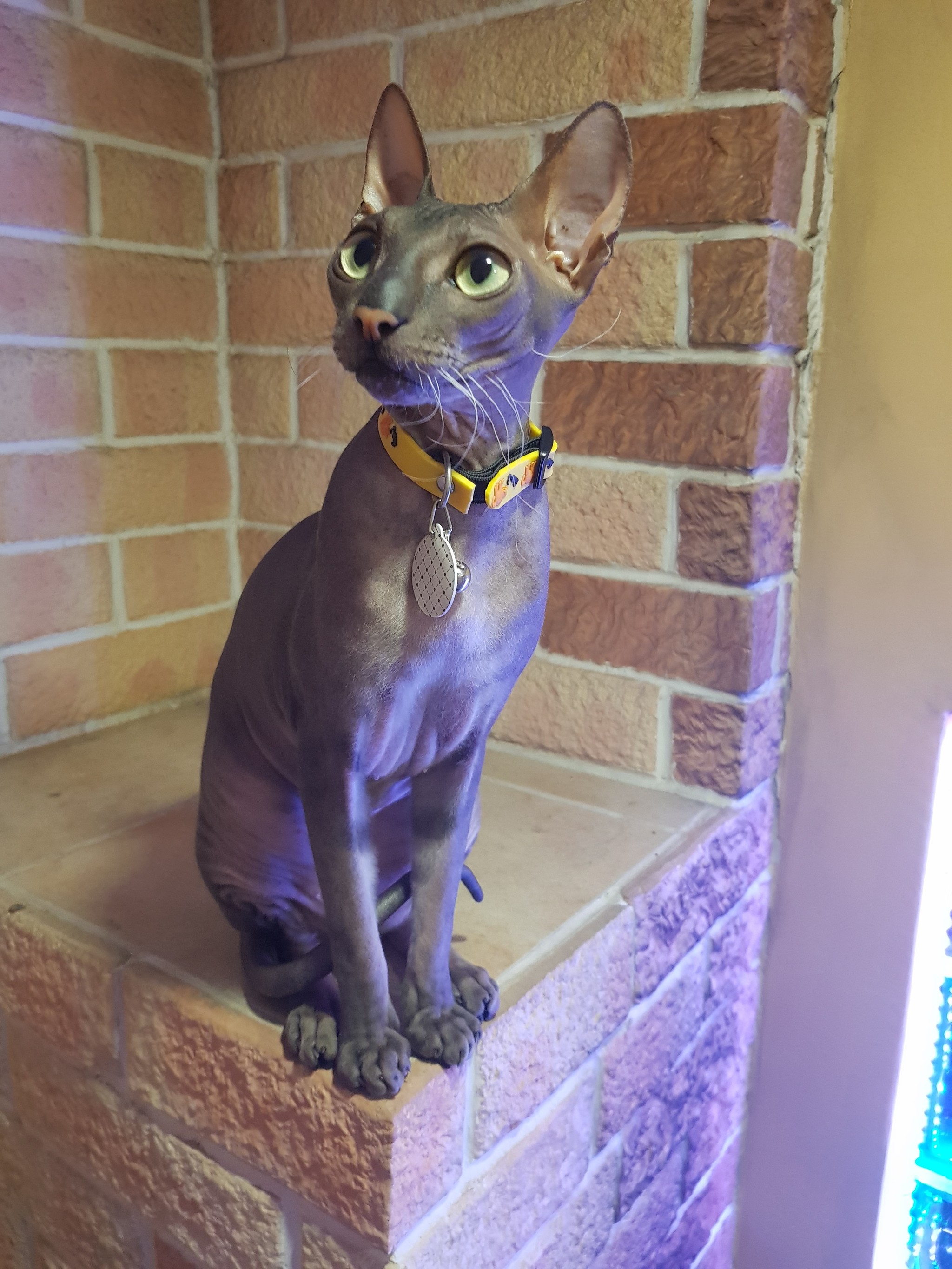 Tigra loves a hot brick oven) - My, Don Sphynx, Sphinx, Catomafia, cat, Pets, Longpost