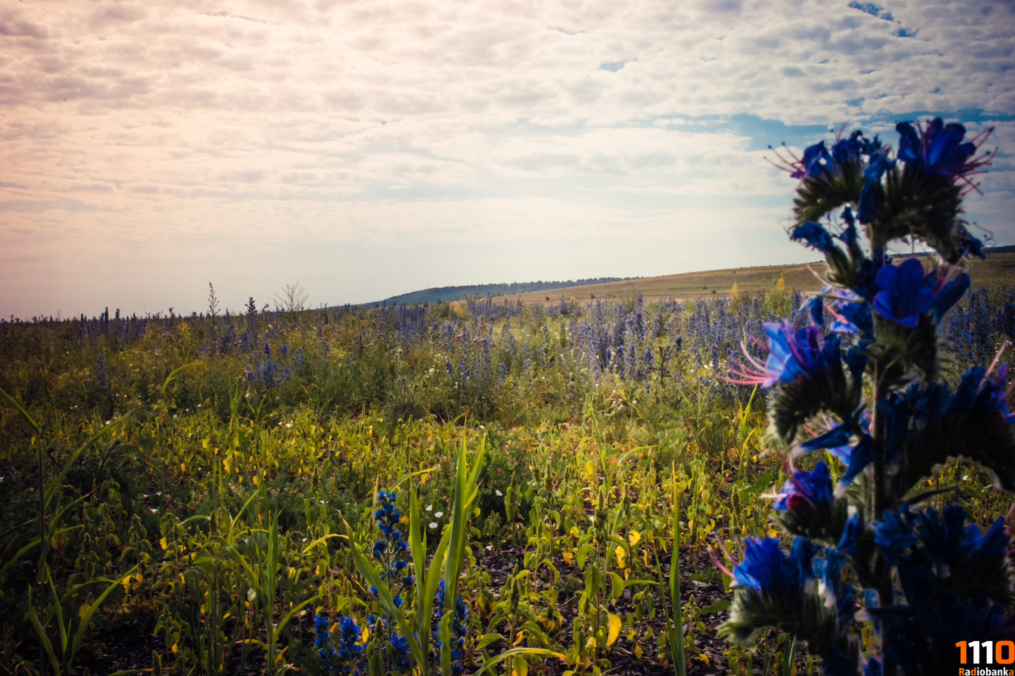 My photos from cycling Kolotov Buerak - Burkin Buerak, Saratov 25.06.2019 - My, Saratov, A bike, The photo, Nikon d3100, Lightroom, Video, Longpost