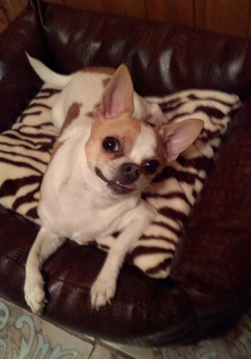 The dog was found - Dog, , Lost, Chihuahua, Pets, Found things