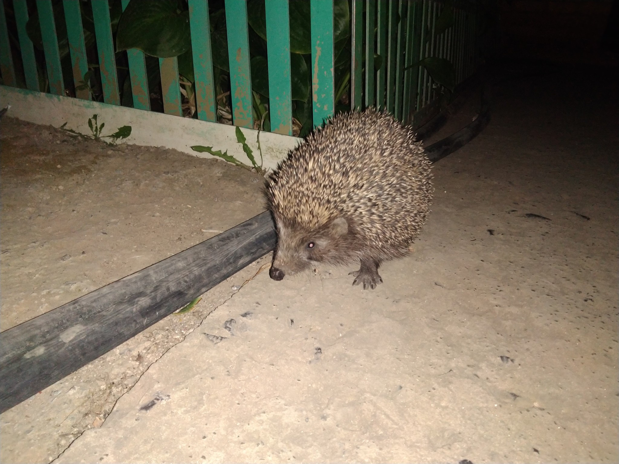 Night guest - My, Hedgehog, , Longpost, Uninvited guests