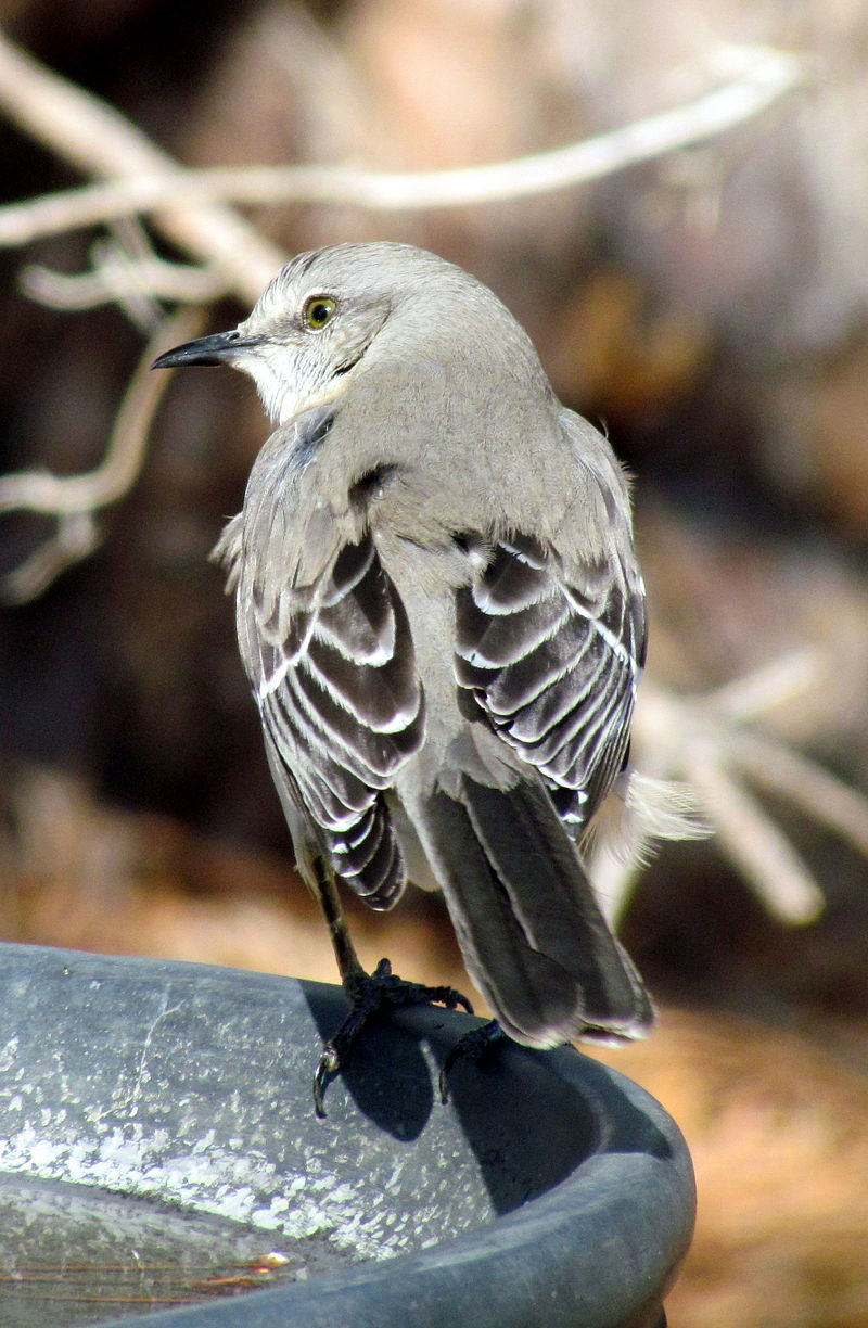 Mockingbird,он же пересмешник. | Пикабу