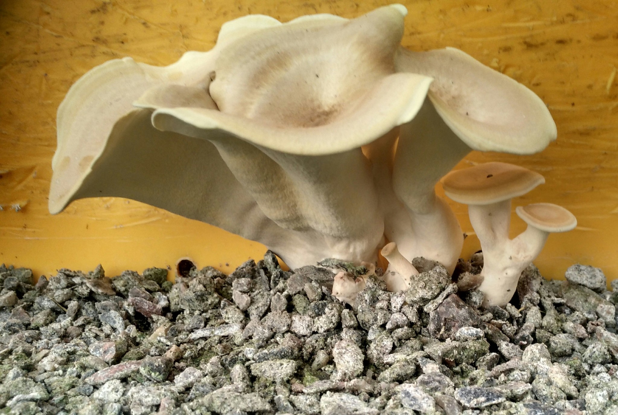 Others, tell me, what kind of mushrooms did I grow at work? - My, Mushrooms, Work