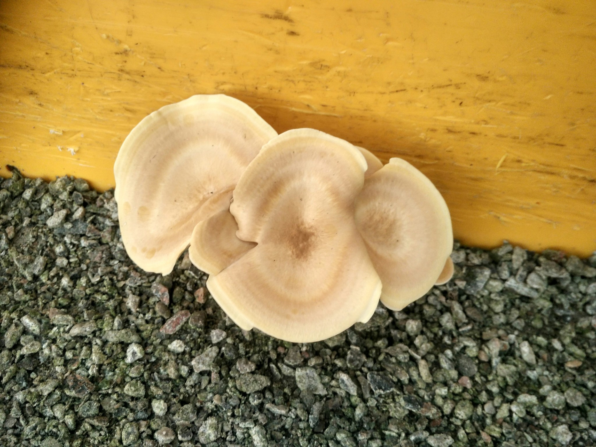 Others, tell me, what kind of mushrooms did I grow at work? - My, Mushrooms, Work