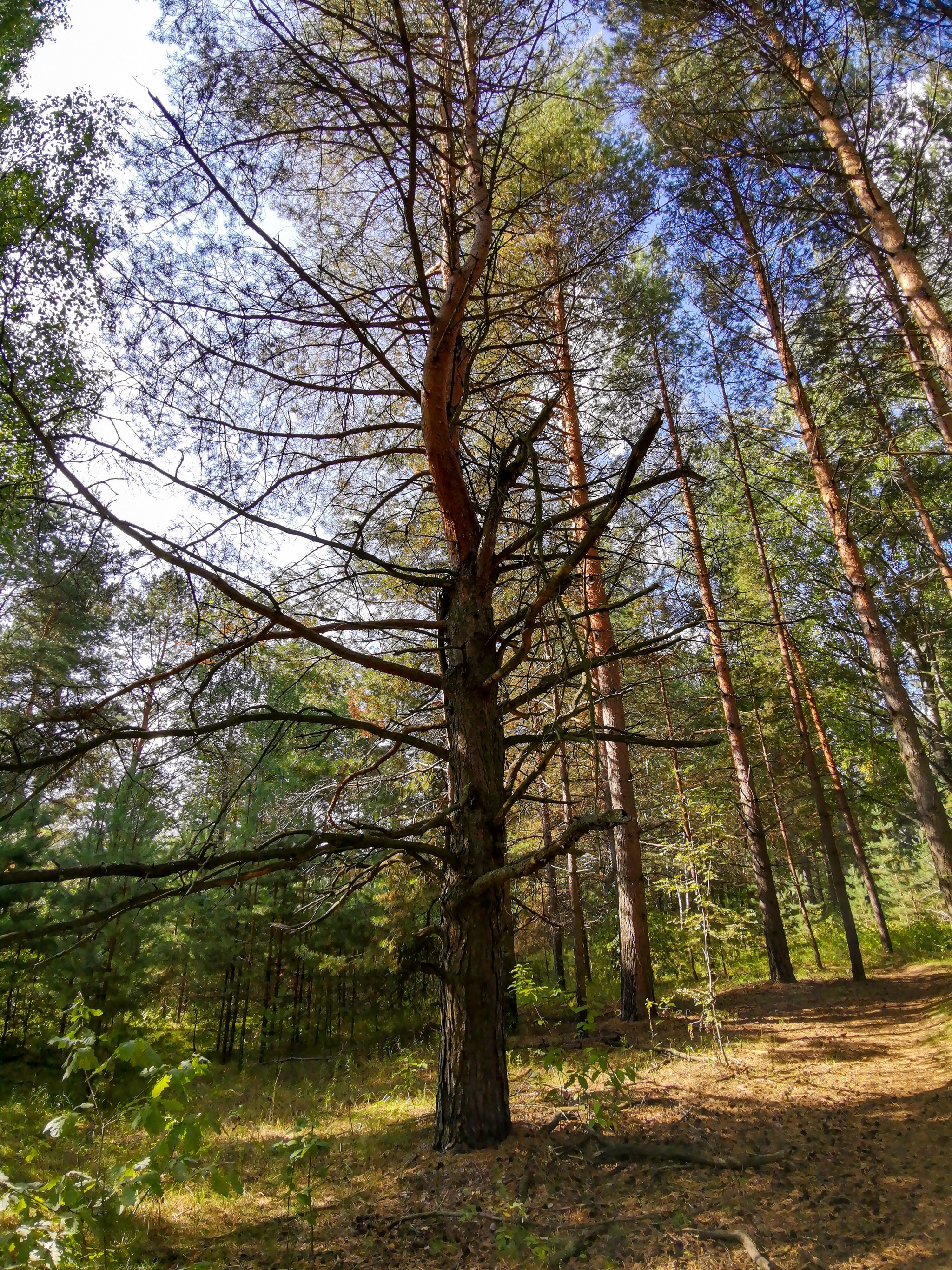 mobile sketches - My, Mobile photography, Nature, Longpost, A bike, Huawei mate 20, Canon, Video