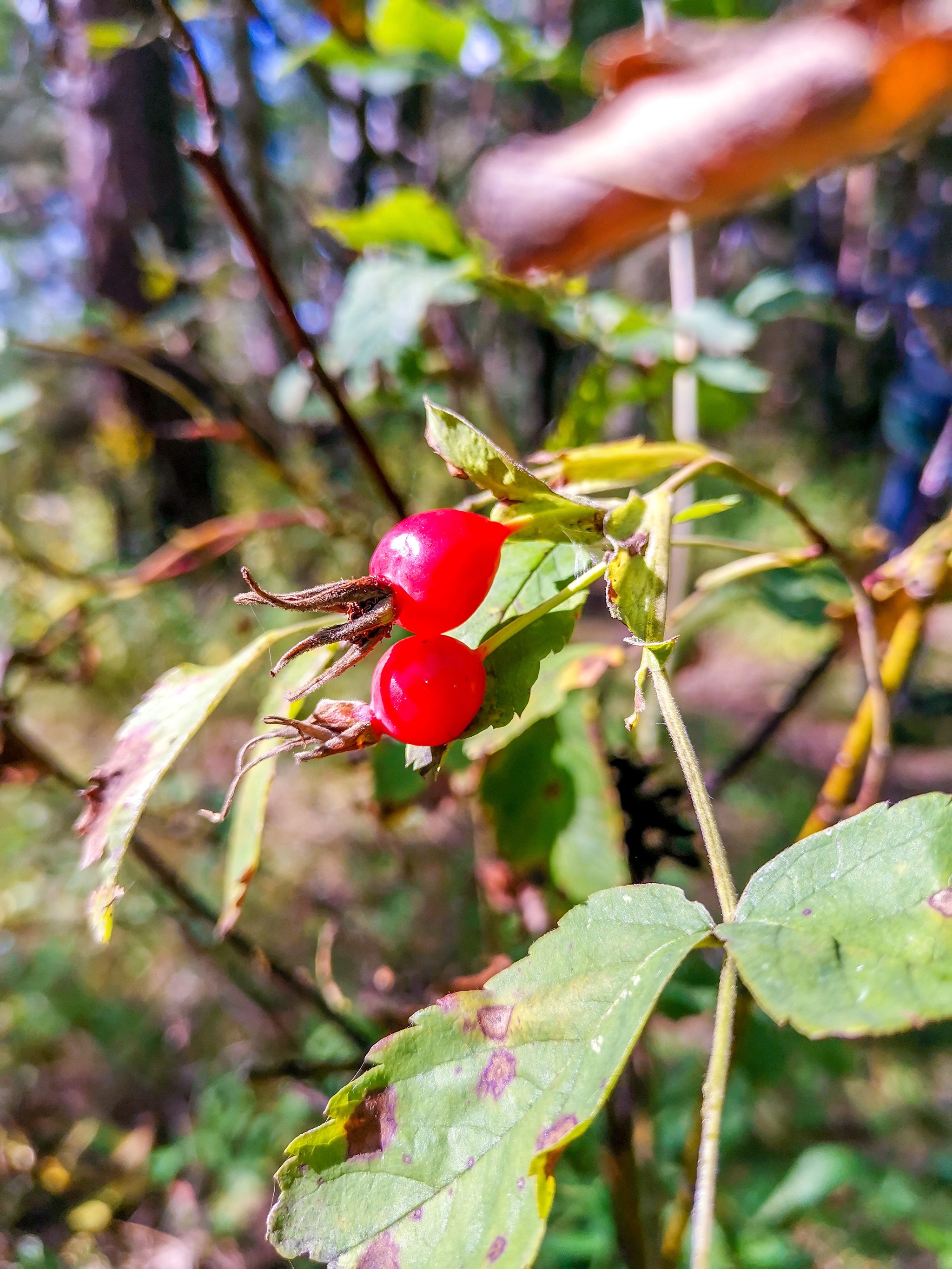 mobile sketches - My, Mobile photography, Nature, Longpost, A bike, Huawei mate 20, Canon, Video