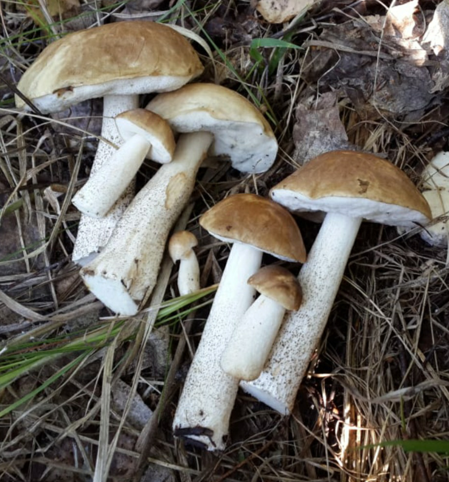 When in your soul you are a honey agaric) - My, Mushrooms, Boletus, Silent hunt