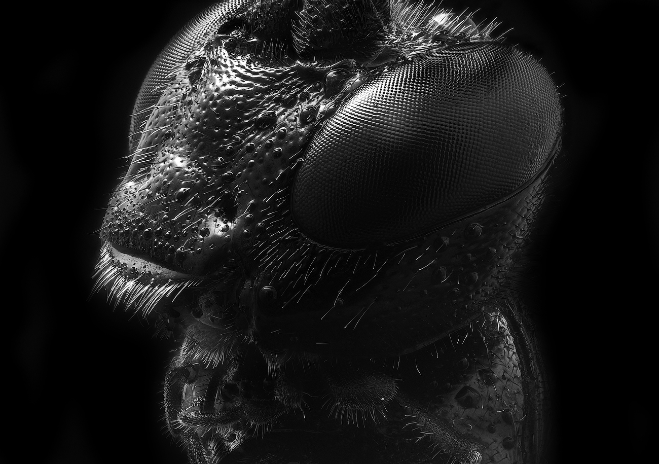 Portrait of Alien - My, Macro, Macro photography, The photo, Insects, Rider, Longpost, Riders