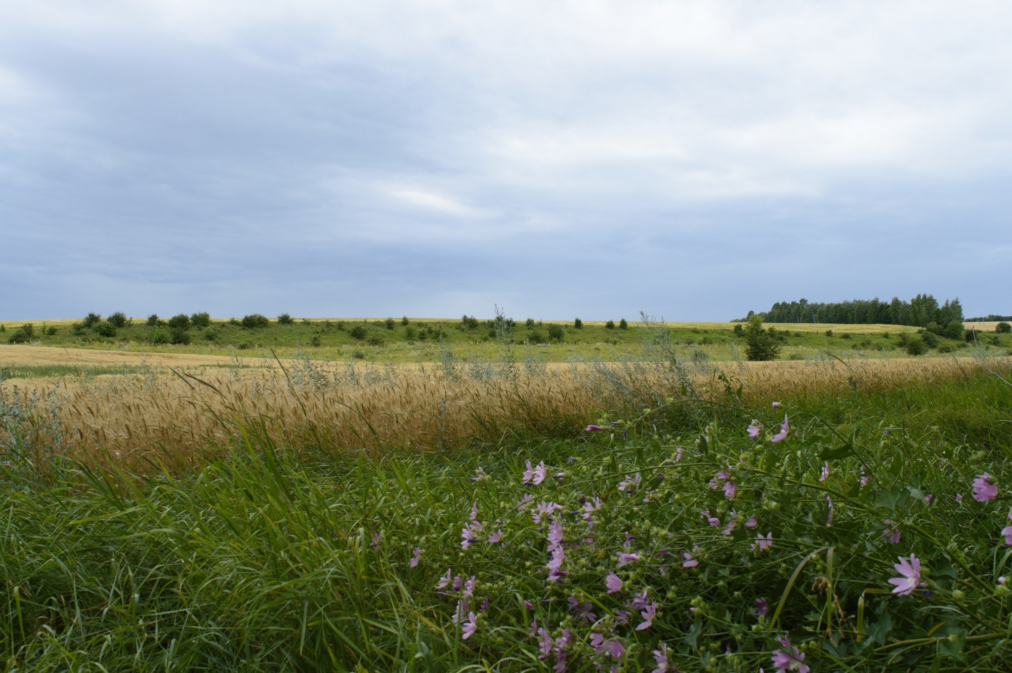 One summer day... - My, Nature, beauty of nature, Landscape, Flowers, River, Longpost