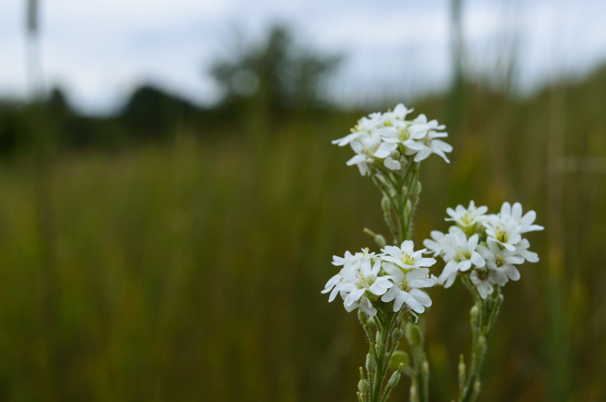 One summer day... - My, Nature, beauty of nature, Landscape, Flowers, River, Longpost