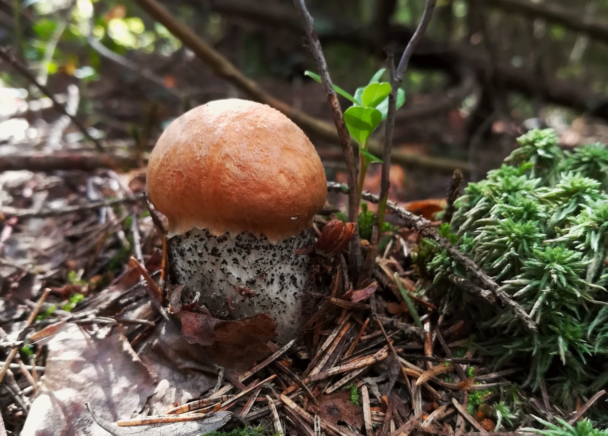 Back in the woods - Longpost, Boletus, Silent hunt, The photo, Forest, Mushrooms, My
