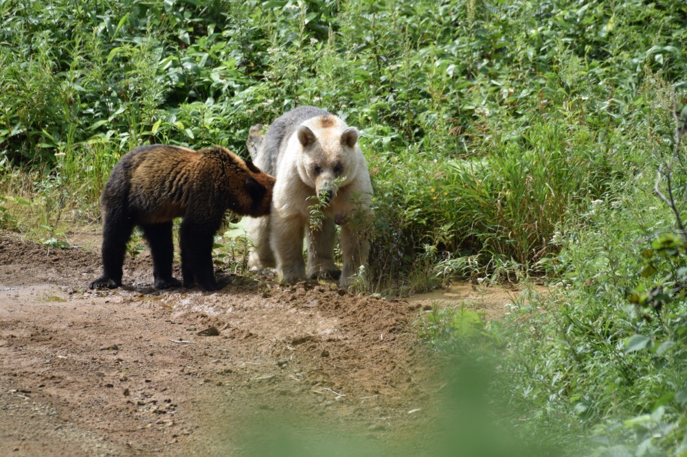 Snow White and Baby - The Bears, The photo, Artur Murzakhanov, Photostory, Longpost