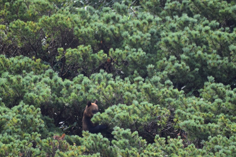 Snow White and Baby - The Bears, The photo, Artur Murzakhanov, Photostory, Longpost