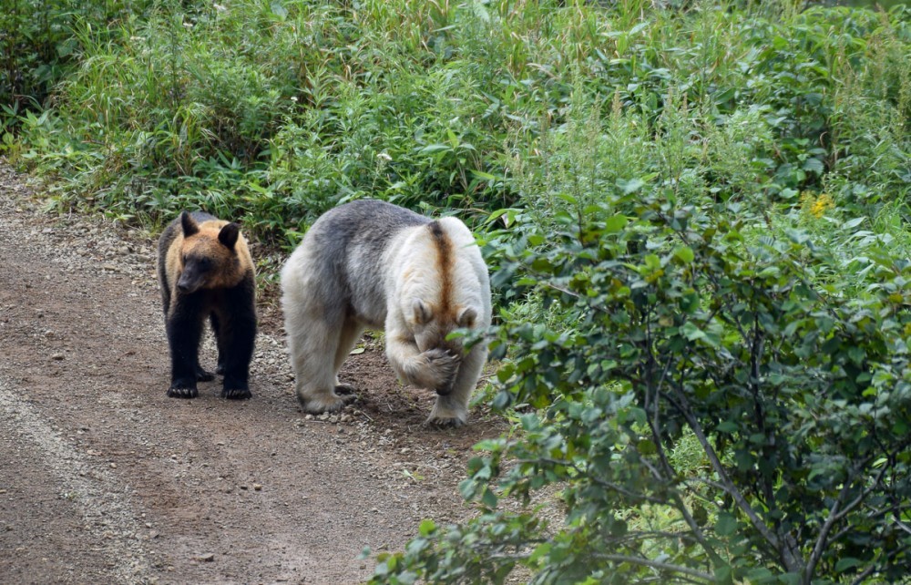 Snow White and Baby - The Bears, The photo, Artur Murzakhanov, Photostory, Longpost