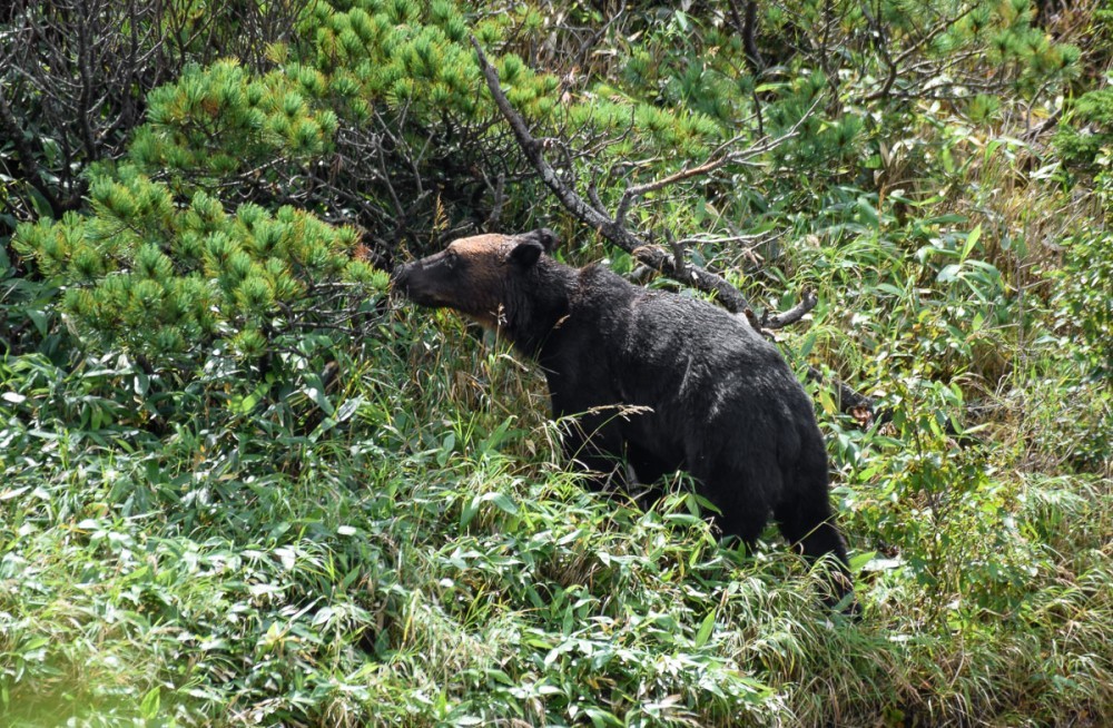 Snow White and Baby - The Bears, The photo, Artur Murzakhanov, Photostory, Longpost