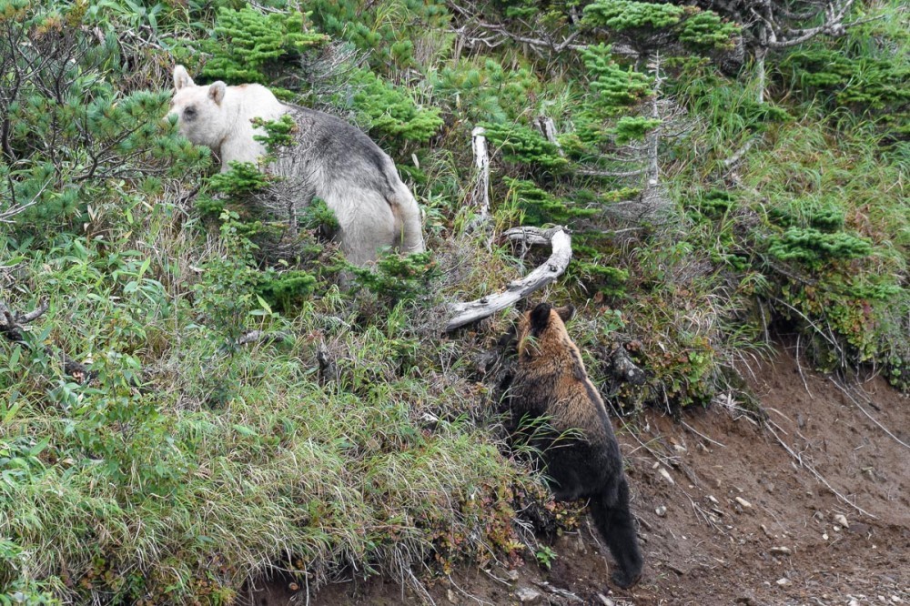 Snow White and Baby - The Bears, The photo, Artur Murzakhanov, Photostory, Longpost