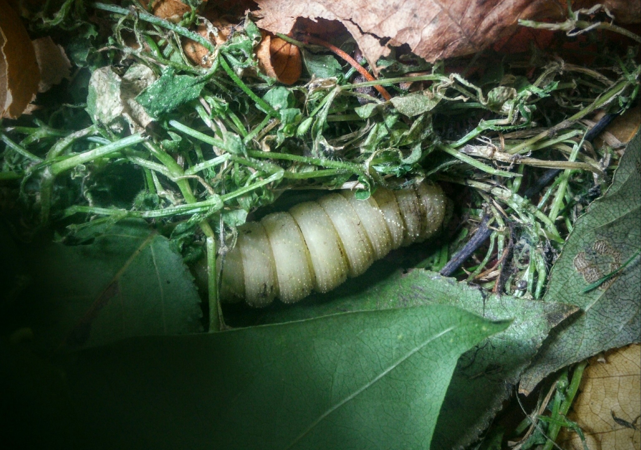 Poplar hawk. - My, Hawk, Butterfly, Caterpillar, Chrysalis, Poplar brazhnik, Growing, Entomology, Insects, Longpost