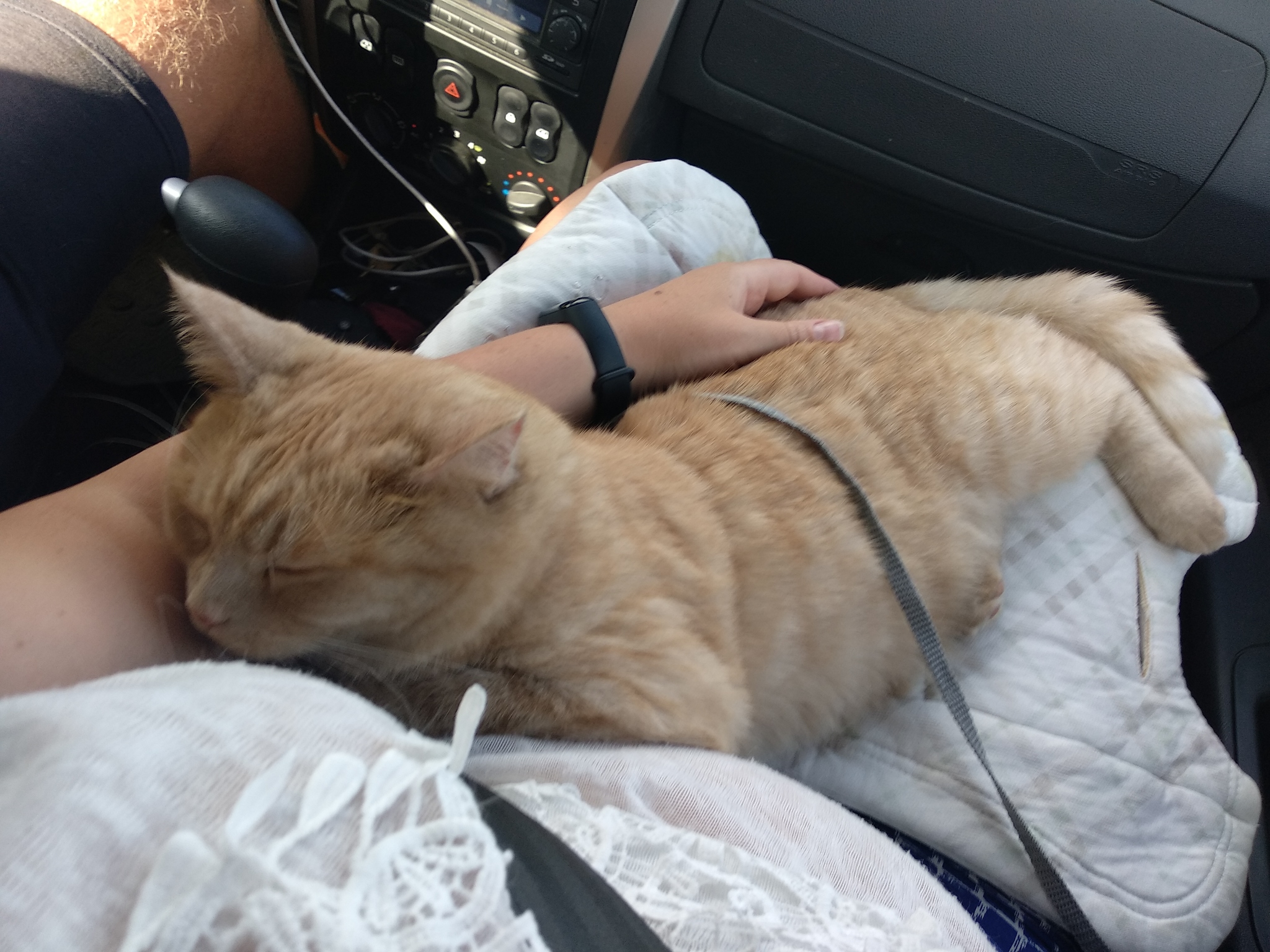 On vacation by car with a cat. - My, cat, Travelling with animals, Vacation, Longpost, Travels