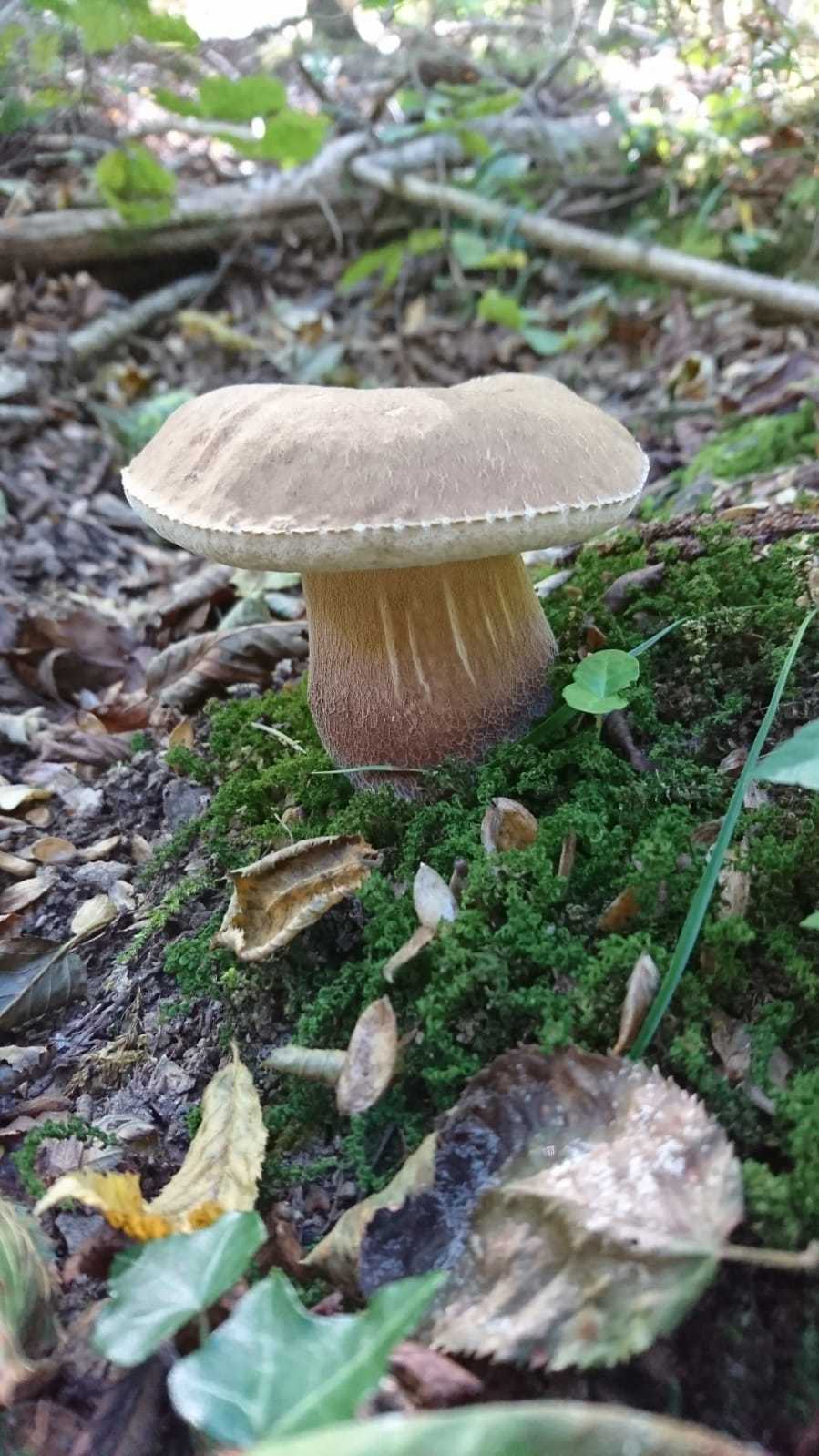 First September - My, Silent hunt, Forest, Nature, Corsica