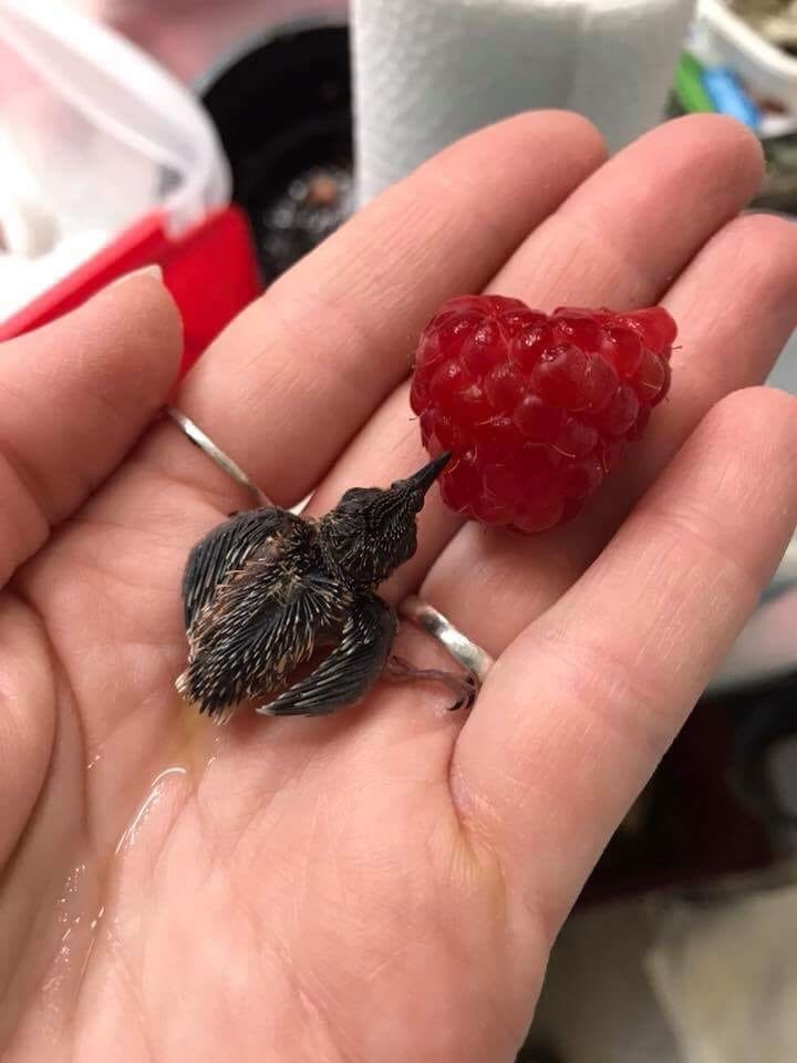 Hummingbird drinking juice - Hummingbird, Nature, Chick, Raspberries, Juice, The photo, Milota