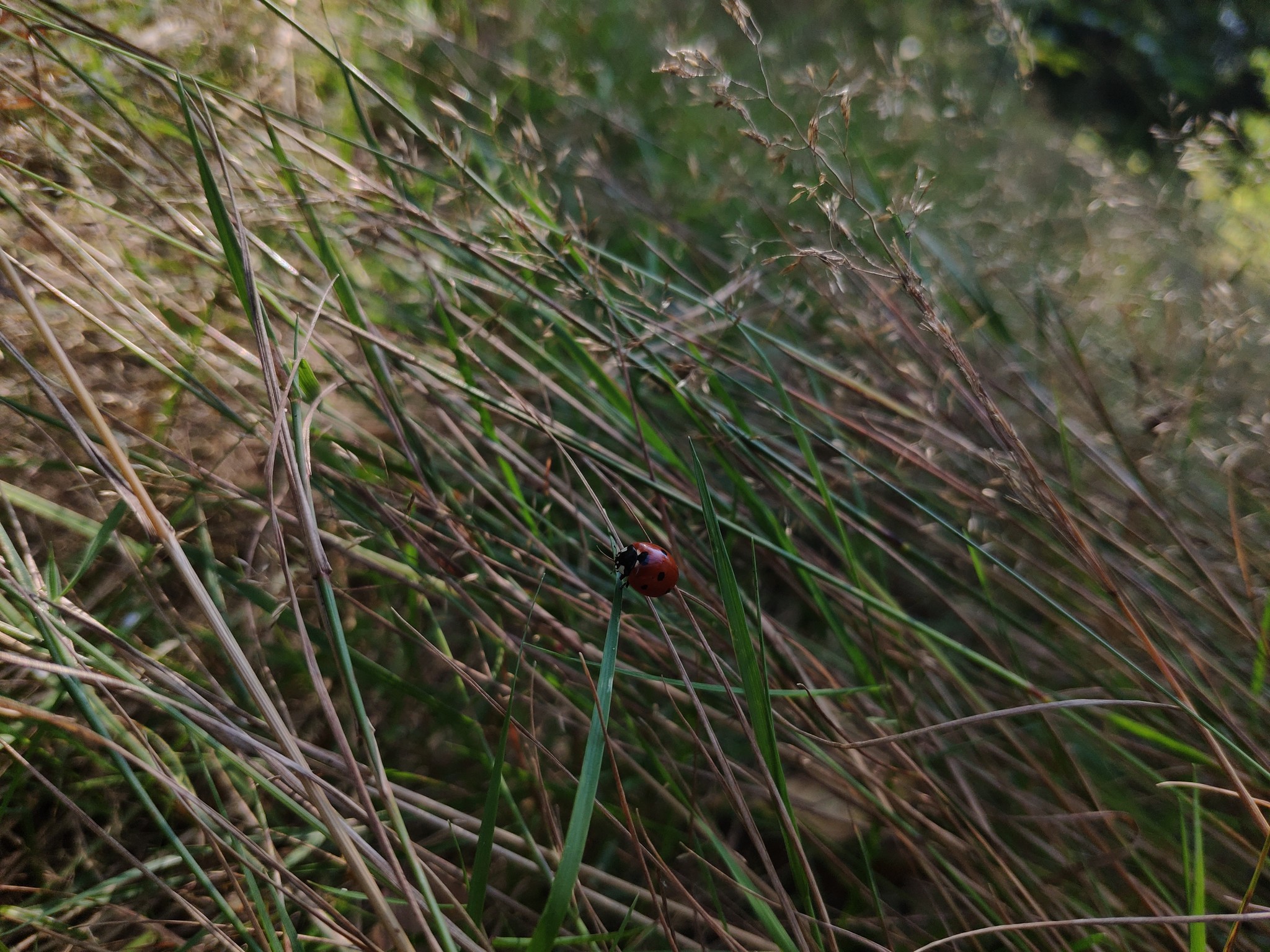 Grass - My, Grass, Beautiful, Longpost