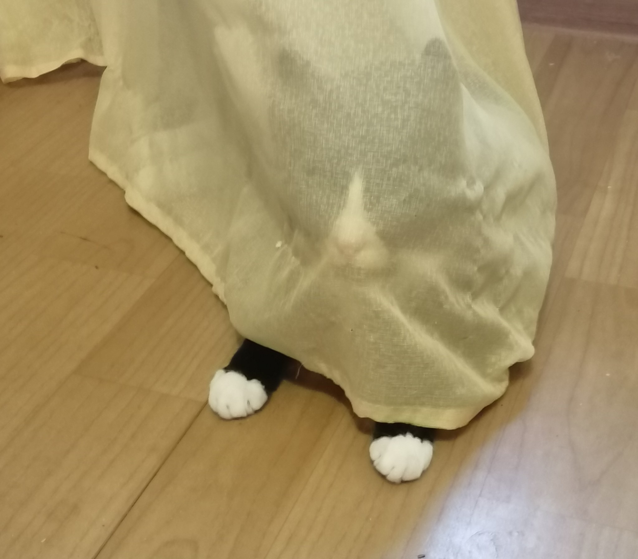 When mystery is a second name - My, cat, Hid, Hide and seek